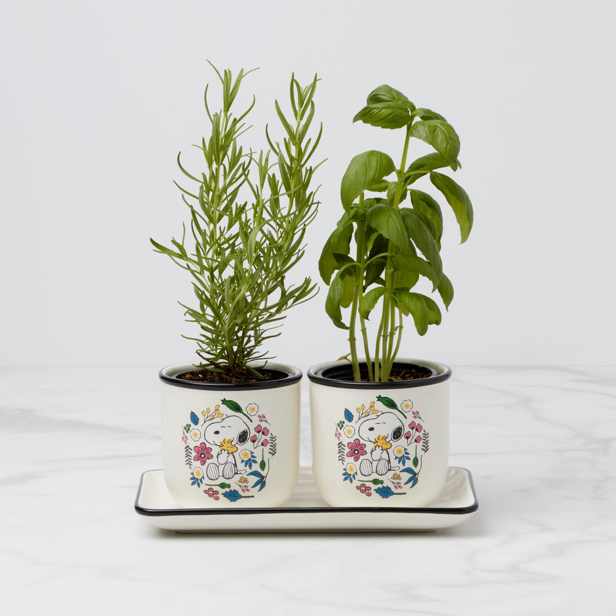 Chef Snoopy Herb Pots, Set Of 3